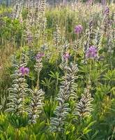 Lingering Lupine