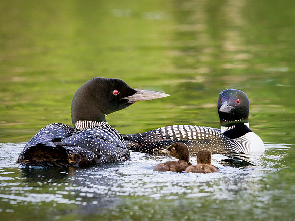 Family Reunion