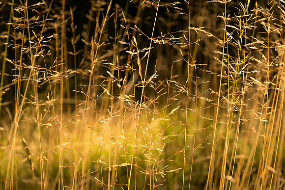 Field of Dreams