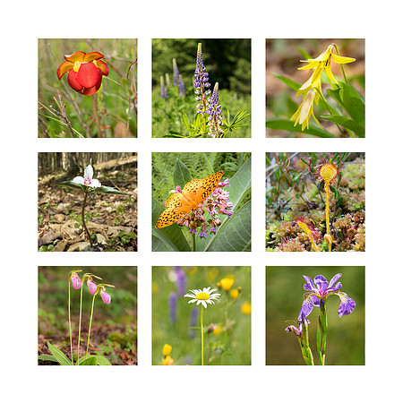 Adirondack Wildflower Collage