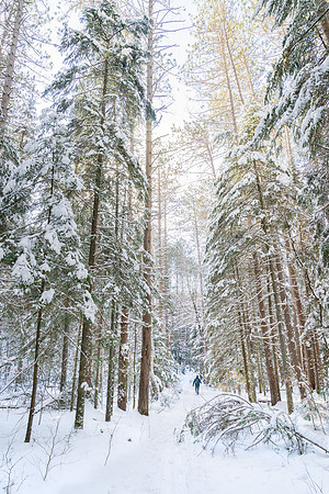 The Forest and Me