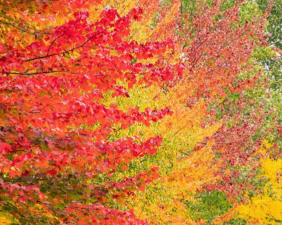 Adirondack Palette